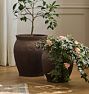 Magnolia Terracotta Planter
