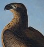 Washington Sea Eagle by John James Audubon Framed Reproduction Wall Art Print