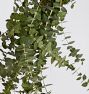 Live Baby Eucalyptus Garland &amp; Wreath