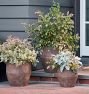 Antique Terracotta Planters