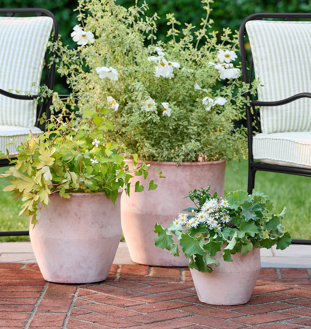 Antique Terracotta Planters by Rejuvenation