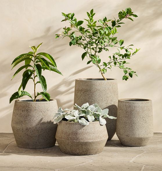 white money plant Money Plant in 3.5 inch White Ceramic Pot  Mudfingers