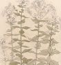 Studies of Phlox Framed Reproduction Wall Art Print