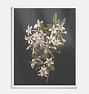 Flower Study II Framed Reproduction Wall Art Print 18"x22" by M. de Gijselaar