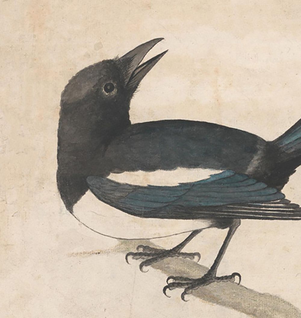 Magpie Wall Art Print by Rejuvenation
