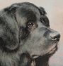 Newfie Wall Art Print