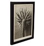 Vintage Botanical Photograph Black and White Taraxacum 109