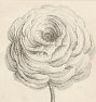 French Botanicals Wall Art Print