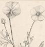 French Botanicals Wall Art Print