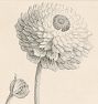 French Botanicals Wall Art Print
