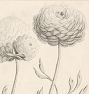 French Botanicals Wall Art Print