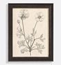 French Botanical la Renoncule simple 27in x 34in