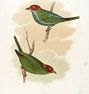 Birds by Sinclair Framed Reproduction Wall Art Print
