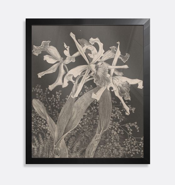 Orchids by Theo Van Hoytema Framed Reproduction Wall Art Print