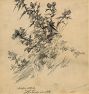 Nature Study Sketch by Walter Shirlaw Framed Reproduction Wall Art Print