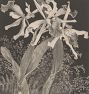 Orchids by Theo Van Hoytema Framed Reproduction Wall Art Print