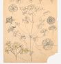 Oxalis Zinnia Potato Blossom East Hampton by Samuel Colman Framed Reproduction Wall Art Print