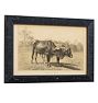 Vintage 19th Century French Cow by Julius Bien & Co. Lith Print No. 5