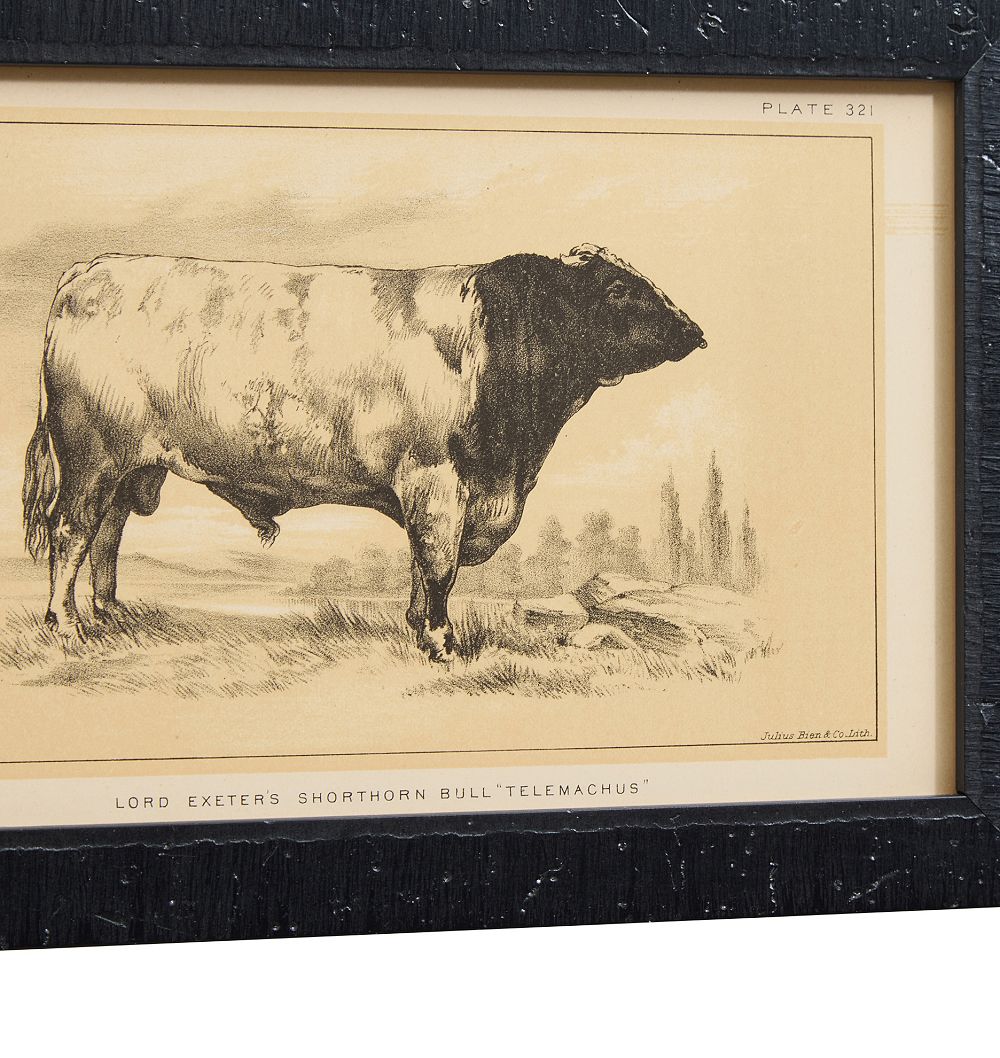 Vintage 19th Century French Cow by Julius Bien & Co. Lith Print No. 6 by Rejuvenation