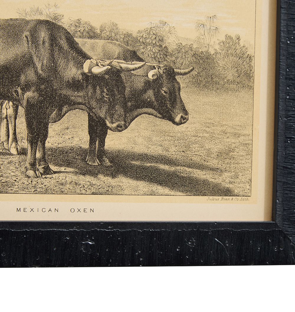 Vintage 19th Century French Cow by Julius Bien & Co. Lith Print No. 5 by Rejuvenation