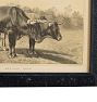 Vintage 19th Century French Cow by Julius Bien &amp; Co. Lith Print No. 5