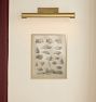 Foliage Studies Framed Reproduction Wall Art Print